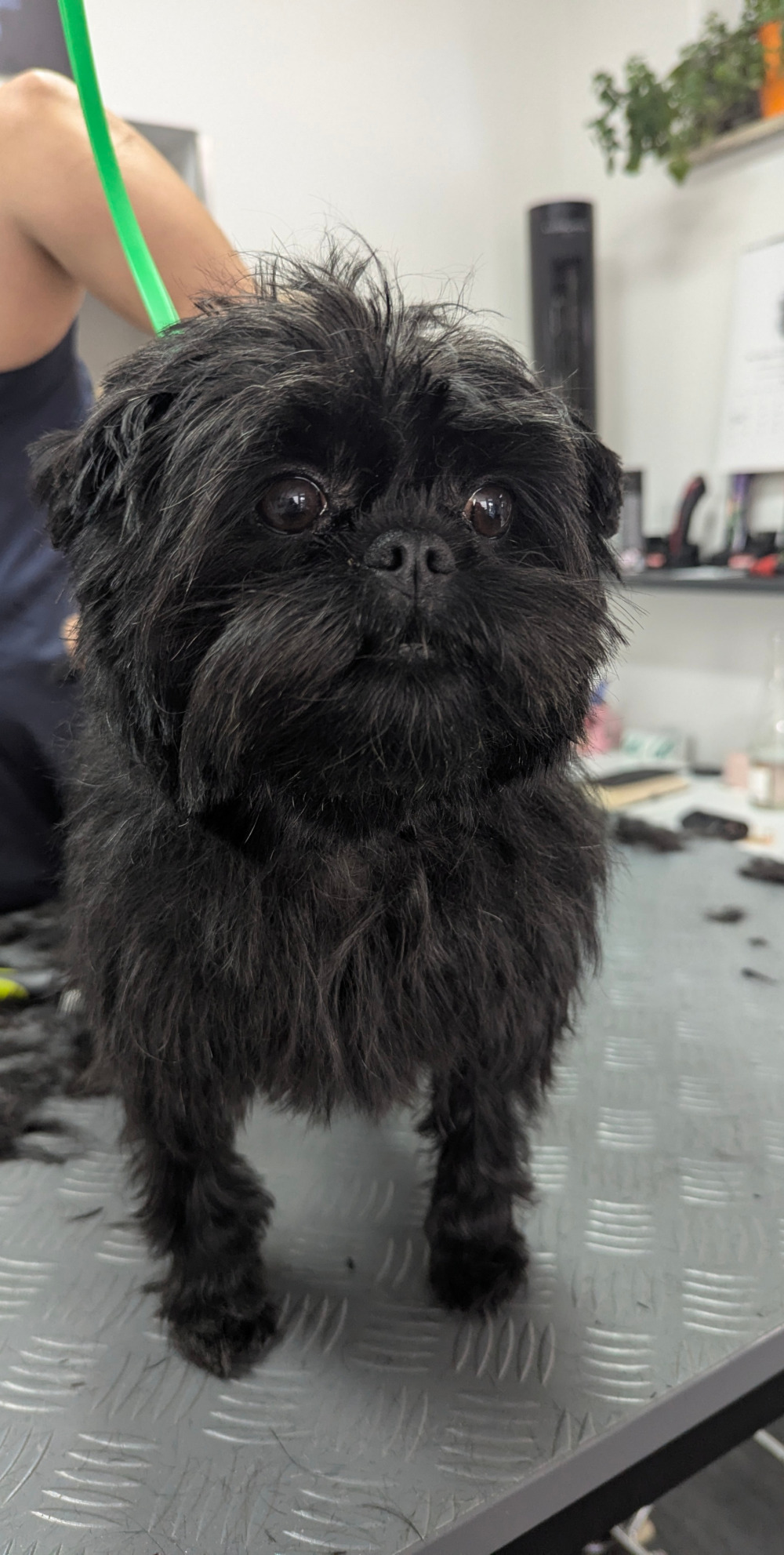 Mama Pasha